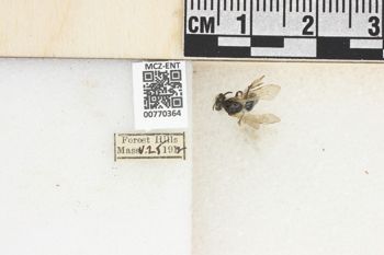 Media type: image;   Entomology 770364 Aspect: Labels